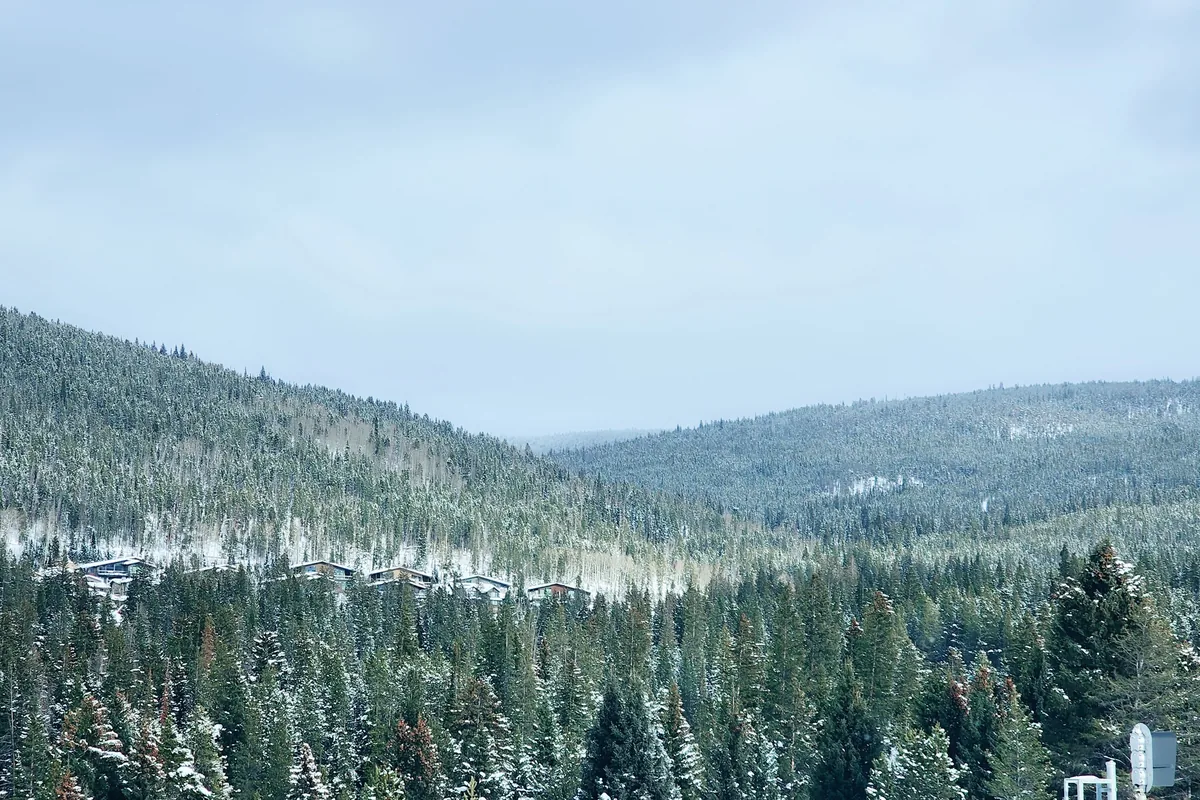 Effortless Rental Group alternatives for Airbnb owners, Snow-covered pine forest filling a Colorado mountain valley