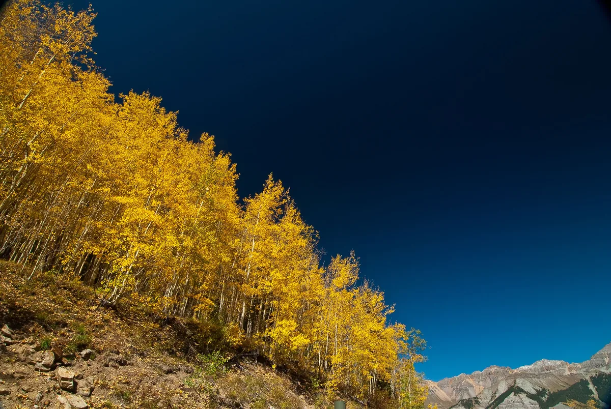 Aspen Luxury Vacation Rentals alternatives for Airbnb owners, Golden aspen trees turning colour on a mountainside