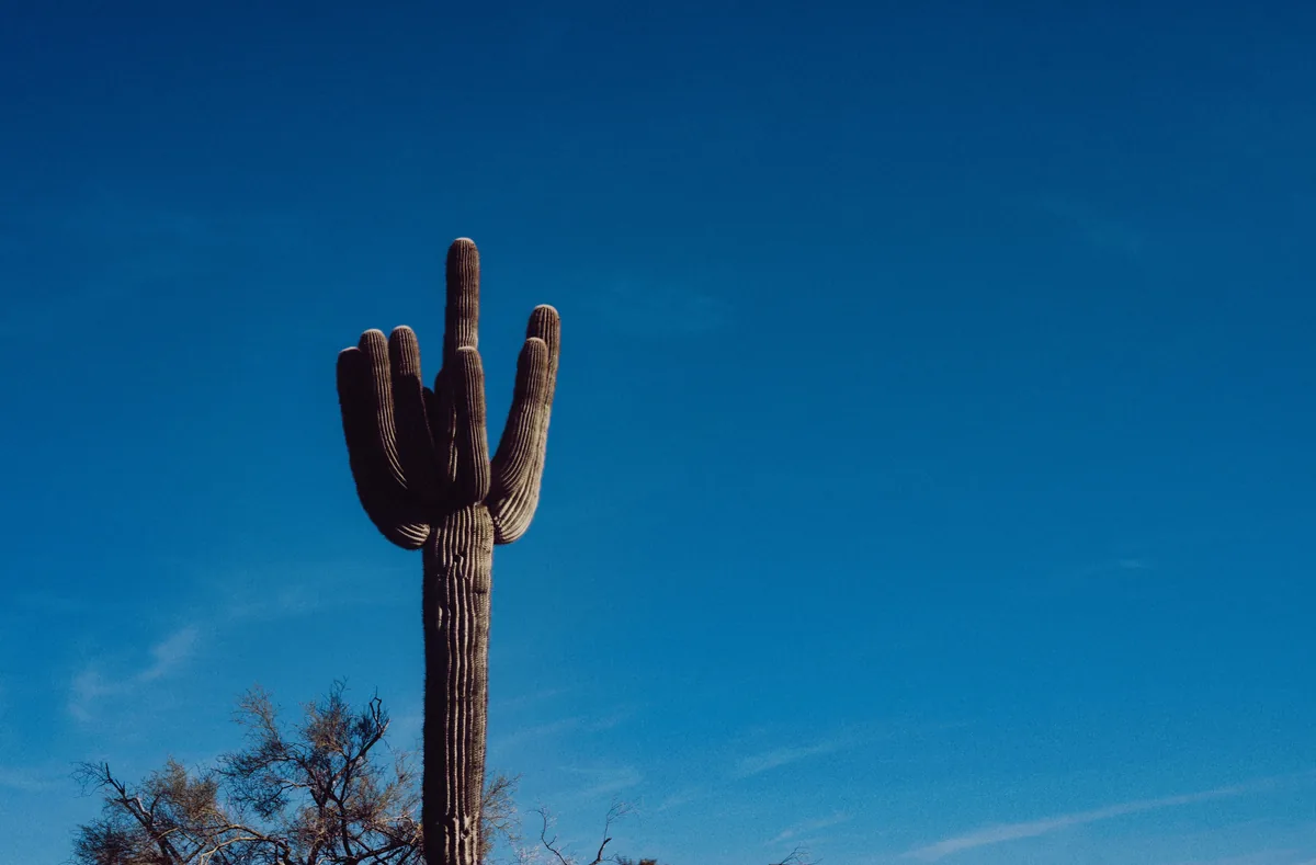 Sojourn Properties alternatives for Airbnb owners, Single tall saguaro cactus against a deep blue Arizona sky