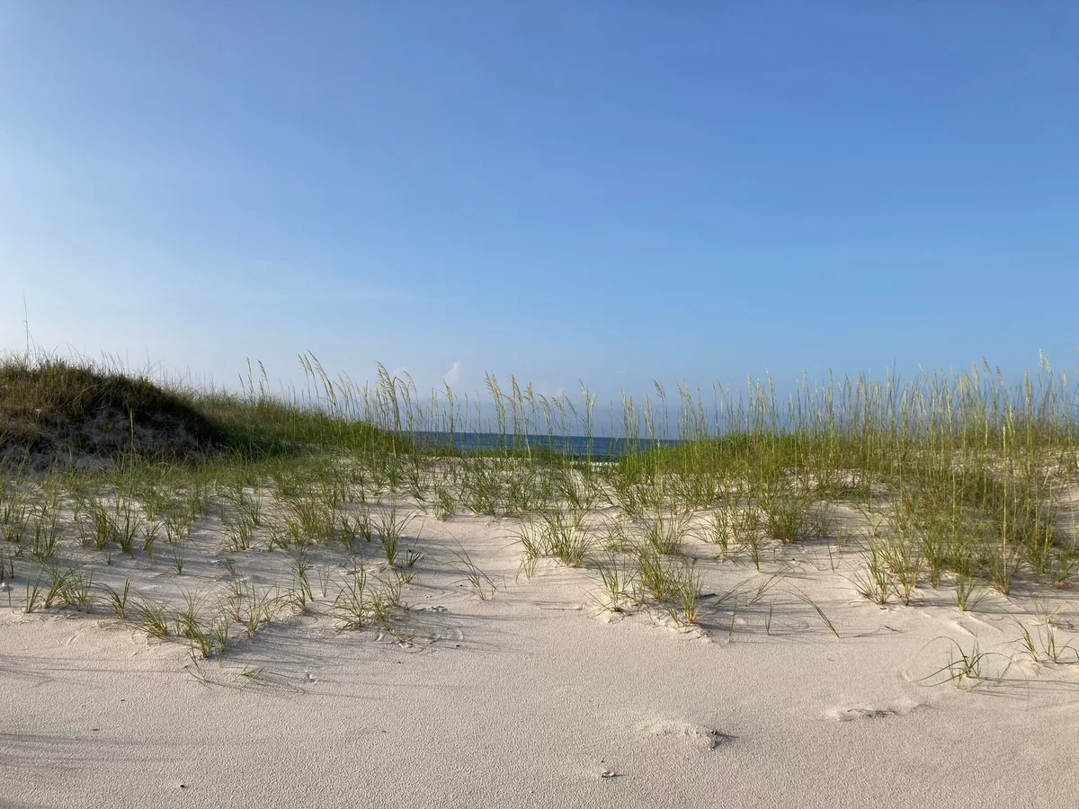 Prickett Properties management fees, Sea oats growing on white sand dunes above the Gulf
