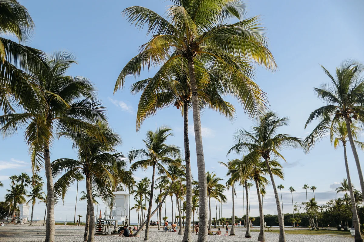 FunStay Florida management fees, Tall palm trees along a Florida beach park