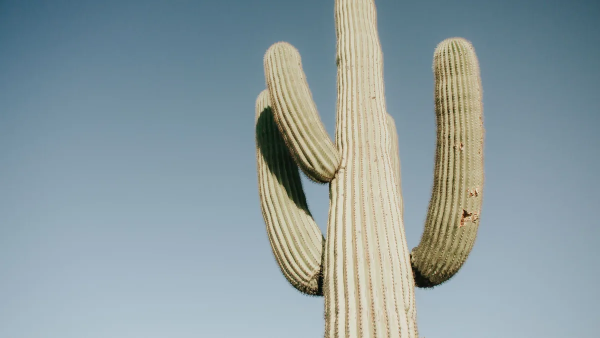 The Cohost Co. alternatives for Airbnb owners, Single saguaro cactus standing against a pale desert sky