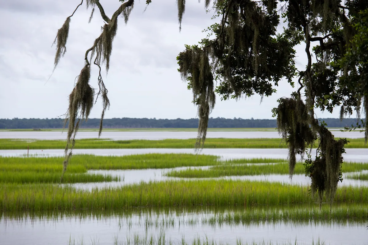 Southern Charmed management fees, Green marsh grass framed by Spanish moss hanging from an oak