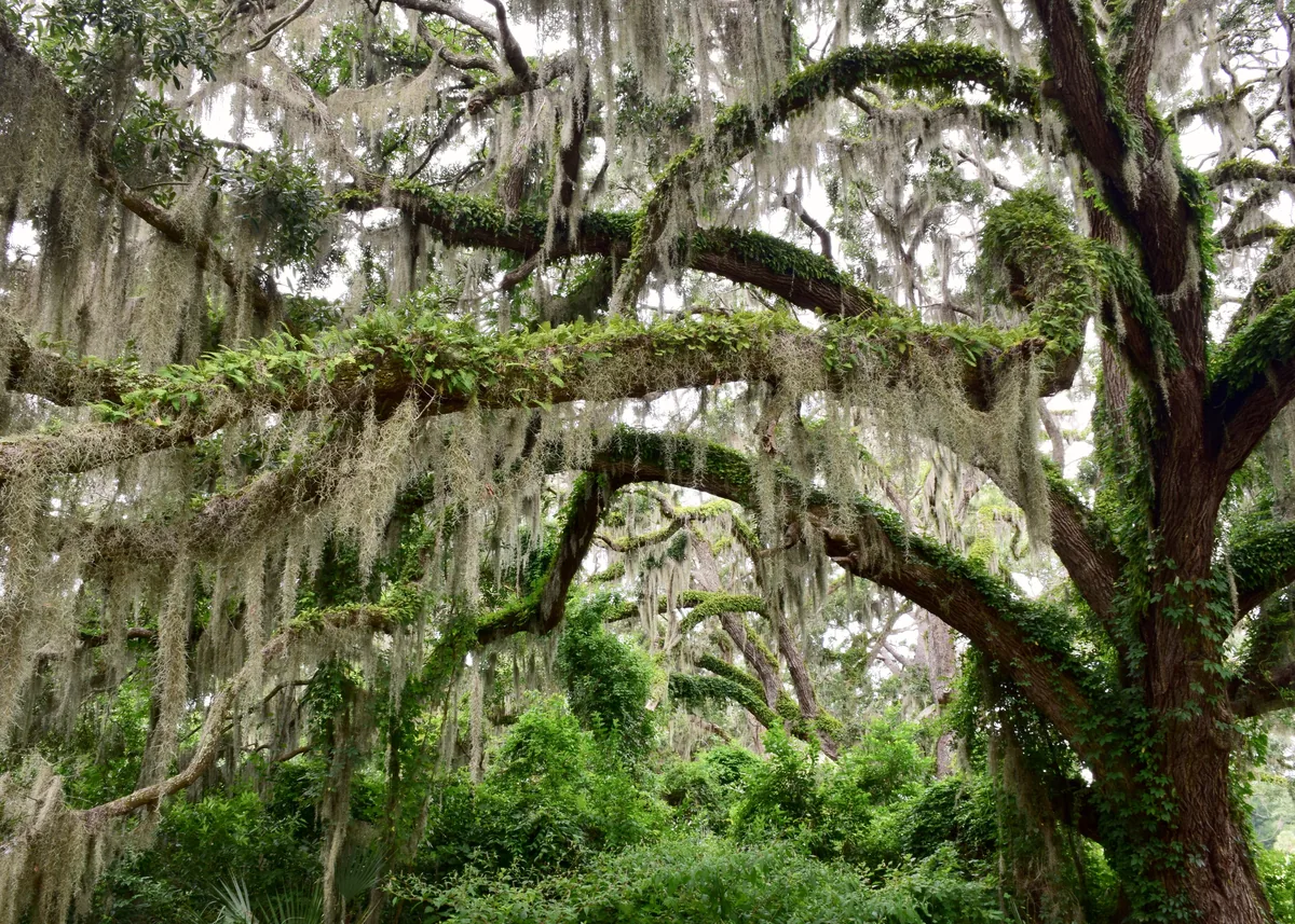 Southern Charmed alternatives for Airbnb owners, Live oaks heavy with Spanish moss over a shaded path
