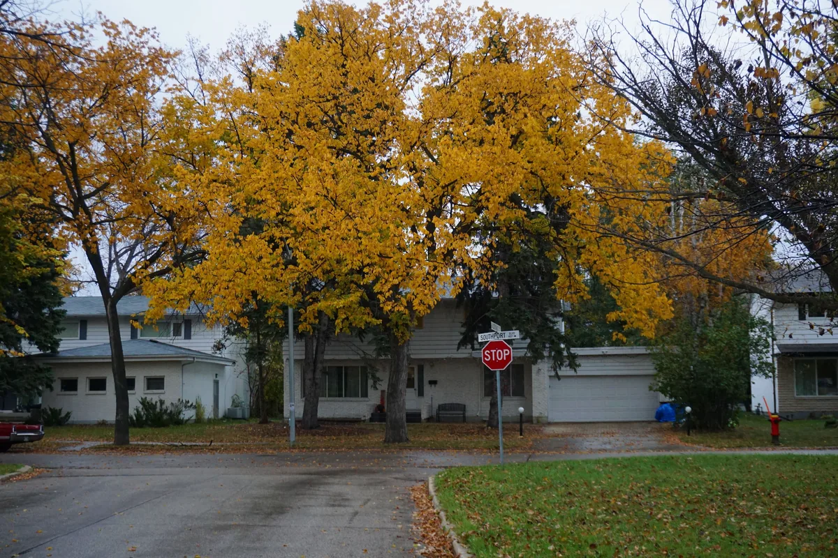 Preferred Guest Services management fees, Corner of a residential street with houses behind yellow-leaved trees
