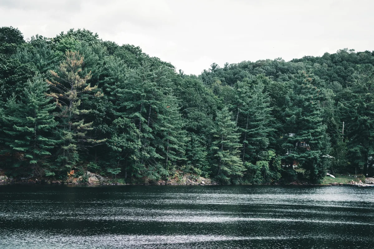 Pocono Lodging Co. alternatives for Airbnb owners, Dense pine forest running down to a still lakeshore