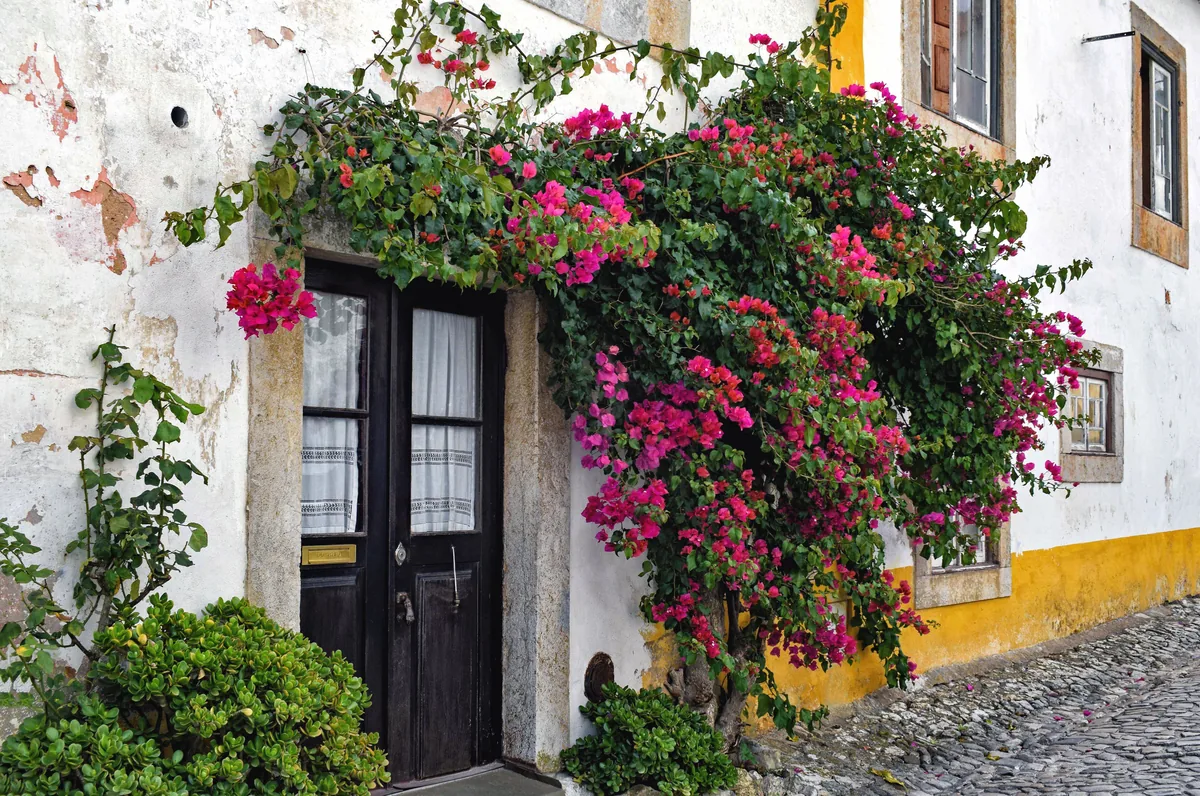Bougainvillea over the door of a whitewashed Portuguese house