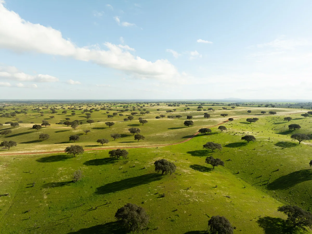 Holm oaks scattered across the green montado plain of the Alentejo
