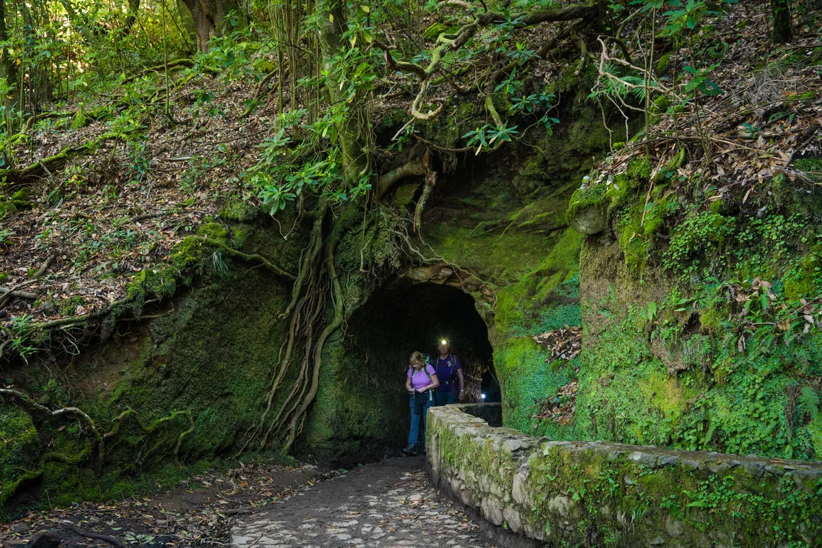 Walkers entering a moss-lined tunnel on a Madeira levada path