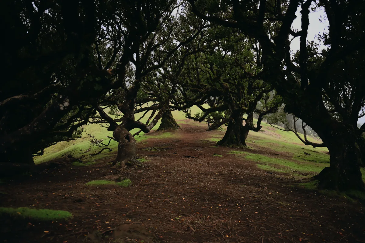 Ancient laurel trees in the mist of a Madeira forest