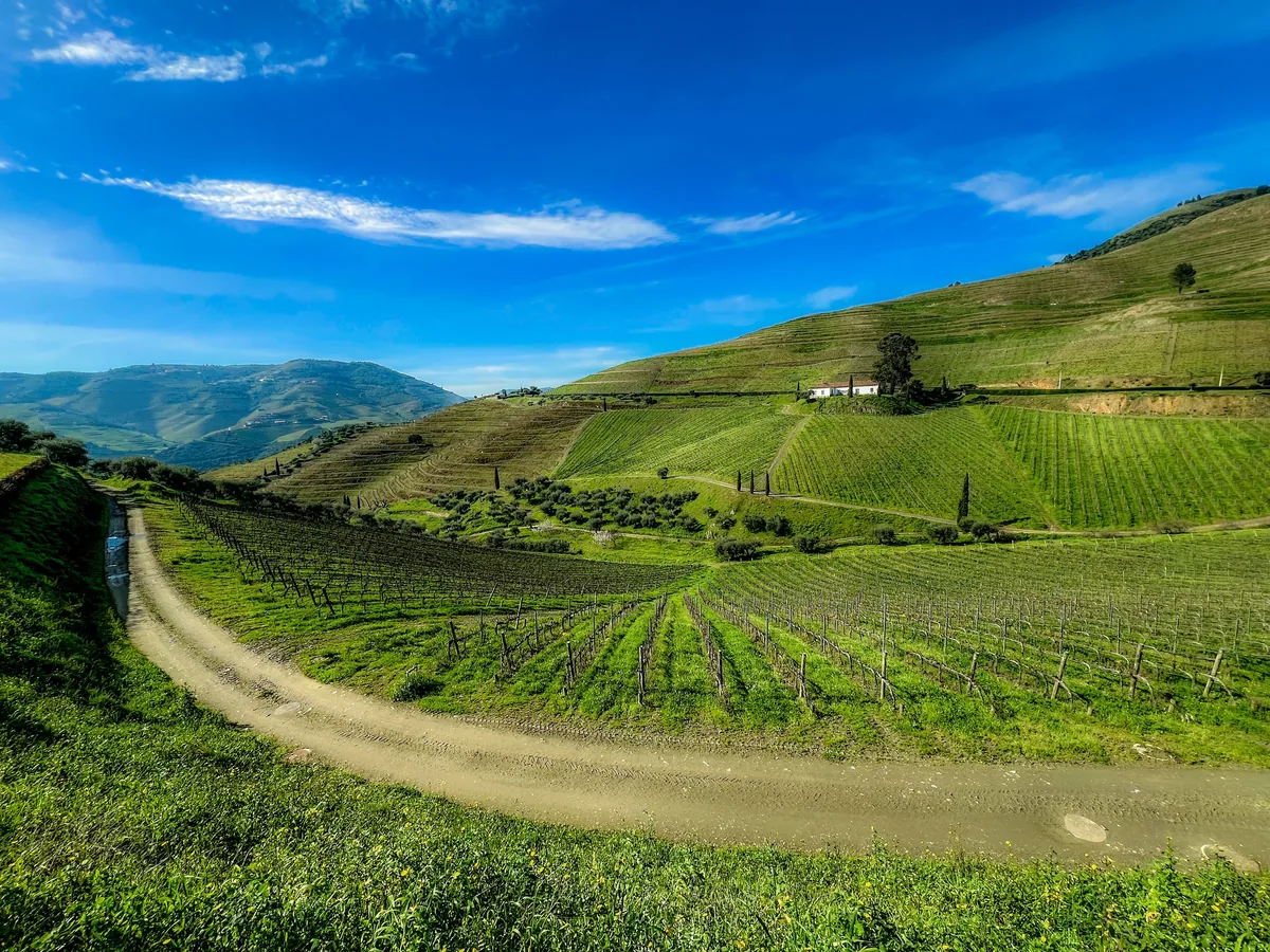 Vineyard rows over rolling hills in the Douro wine country
