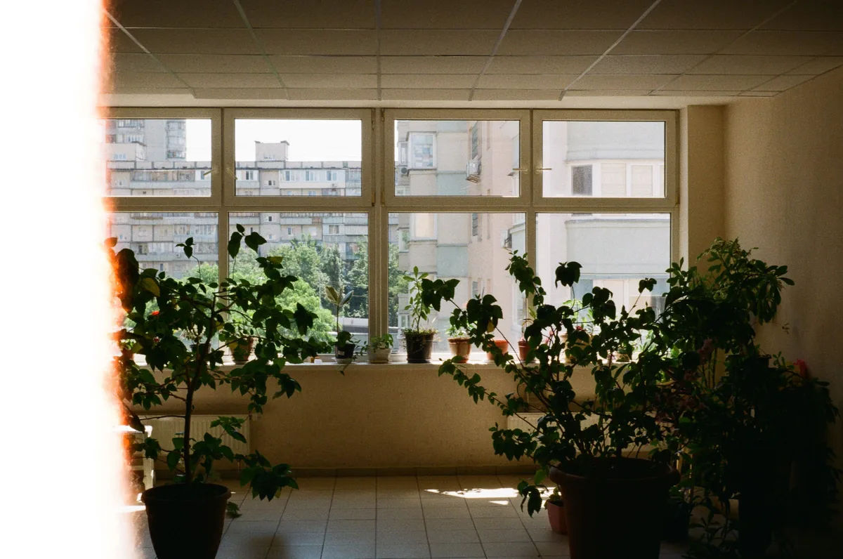 Sunroom with plants and windows