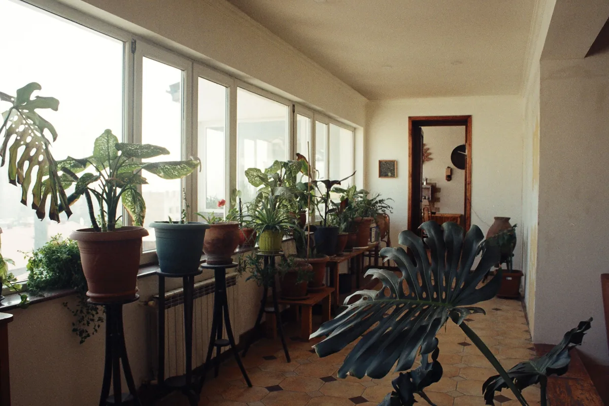 Sunroom with plants and windows