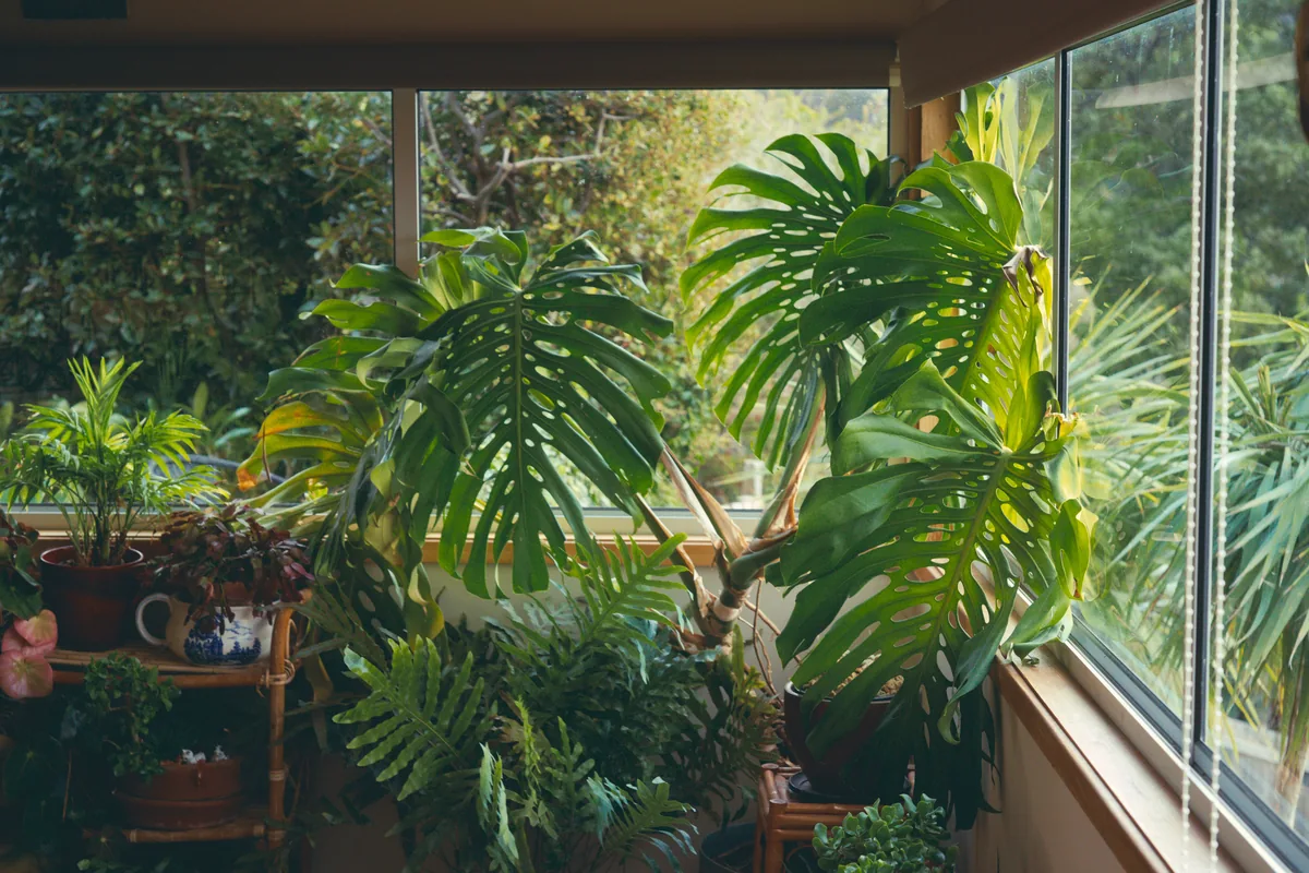 Sunroom with plants and windows