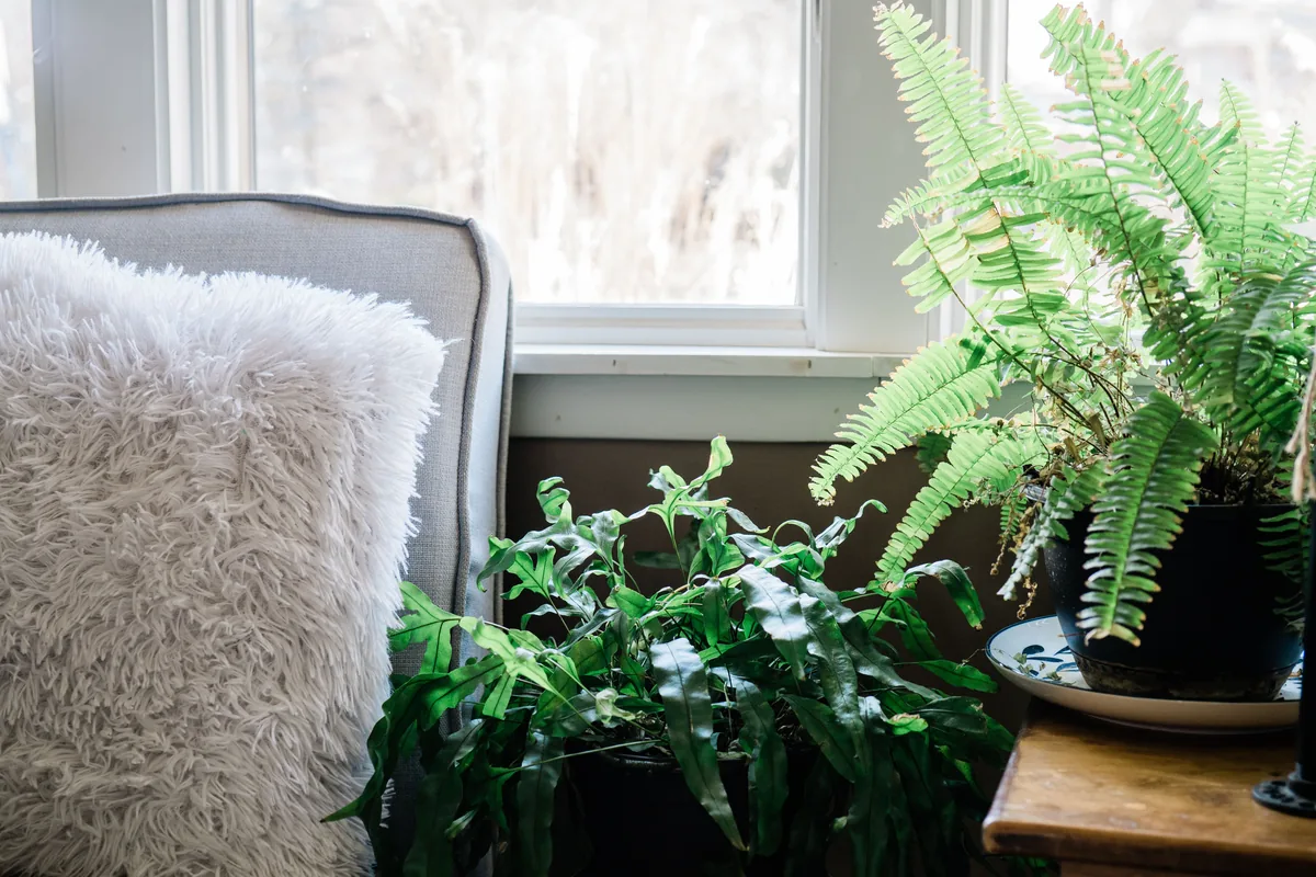 Sunroom with plants and windows