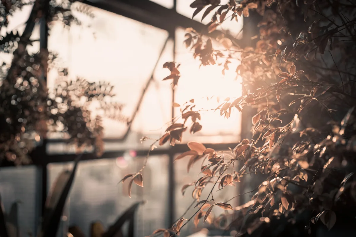 Sunroom with plants and windows