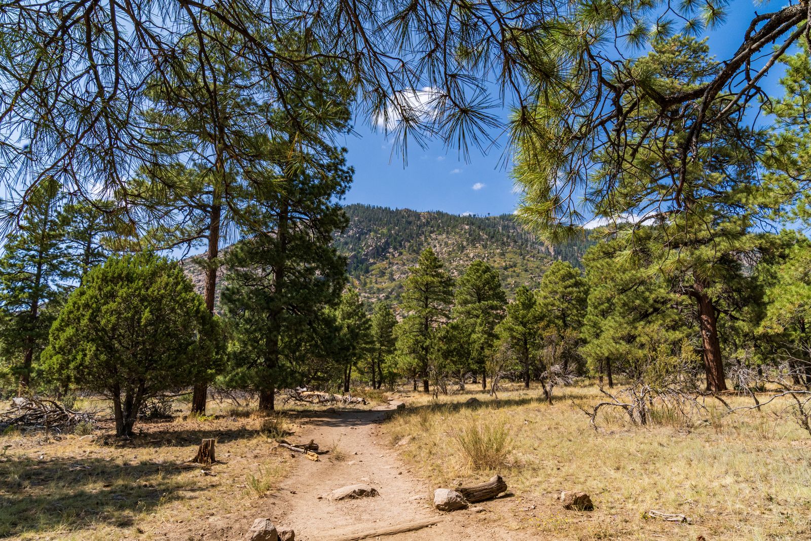 Forest trail among ponderosa pines in Flagstaff, Arizona