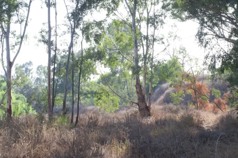 Eucalyptus trees and dry grass in Coyote Hills, Fullerton