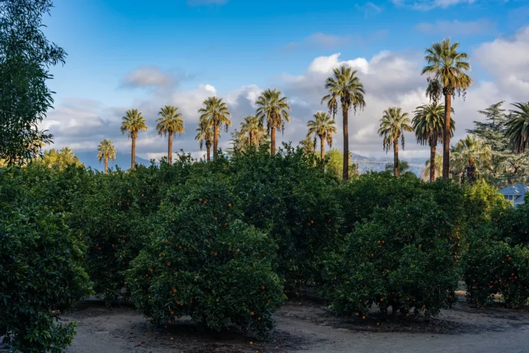 Orange orchard with palm trees