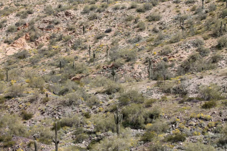 Saguaro cacti and rocky desert terrain in Phoenix