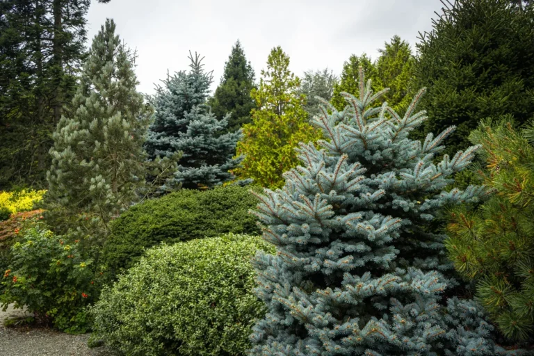 Evergreen trees and shrubs in a Seattle park
