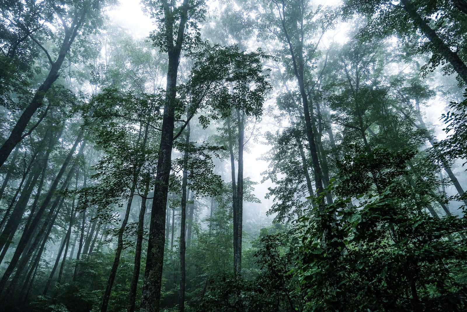 Foggy forest with tall trees in Sevierville, Tennessee