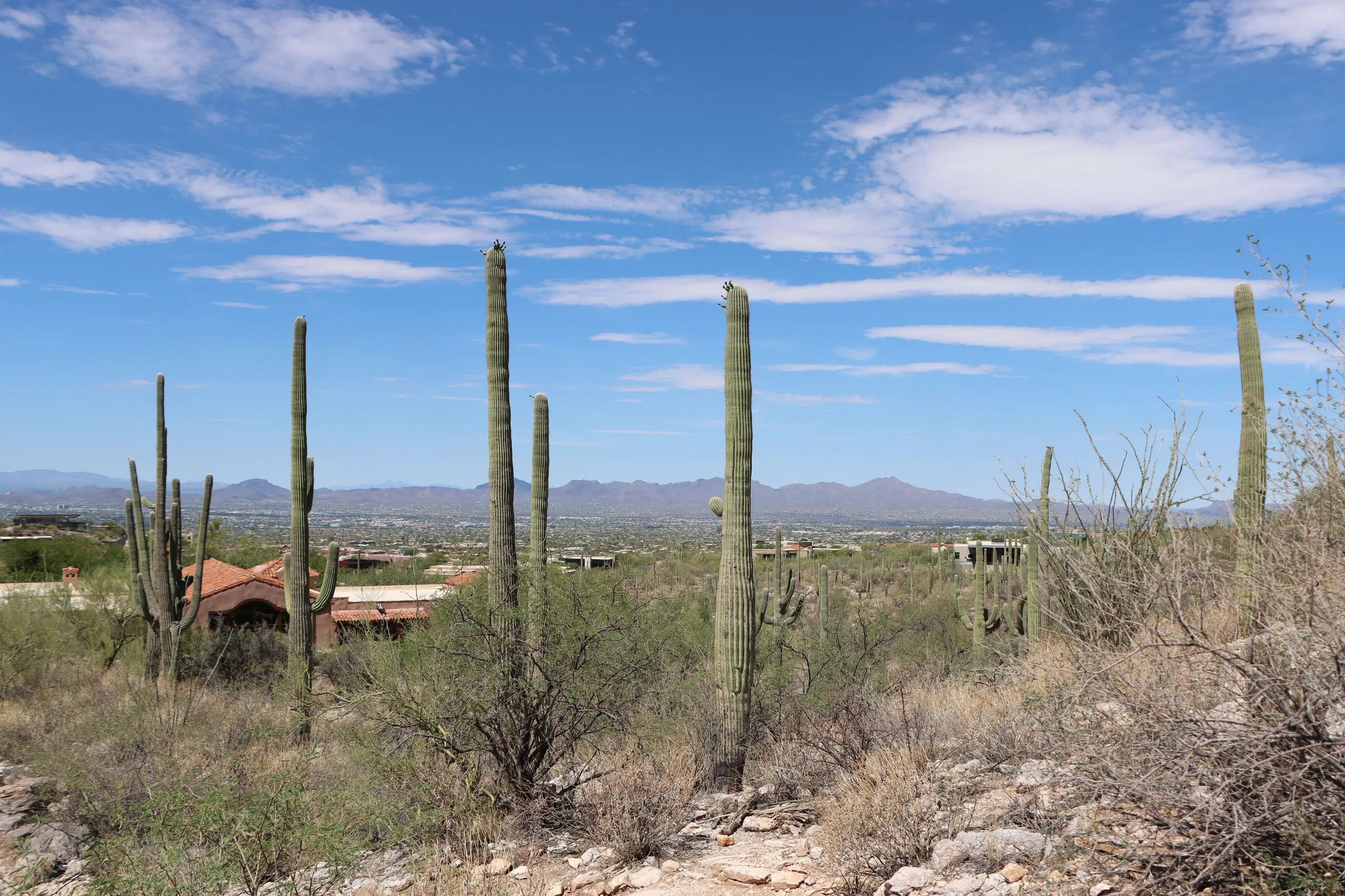 Saguaro cacti and mountains in Tucson, Arizona