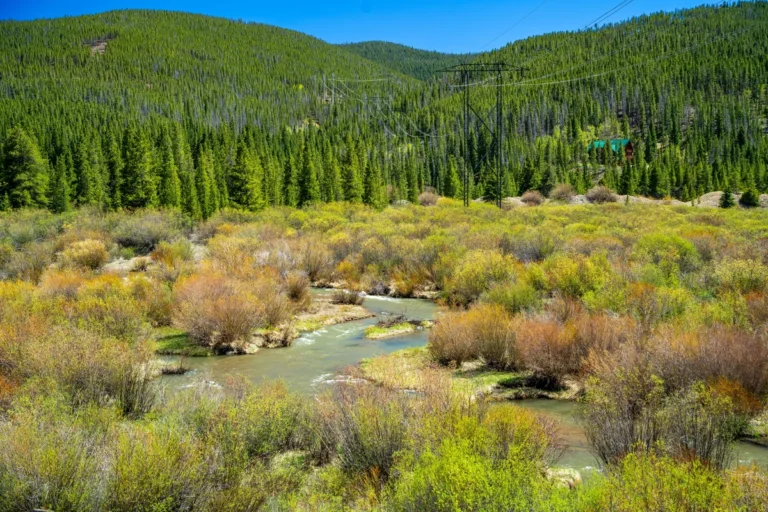 Mountain stream beside shrubs and forest in Breckenridge
